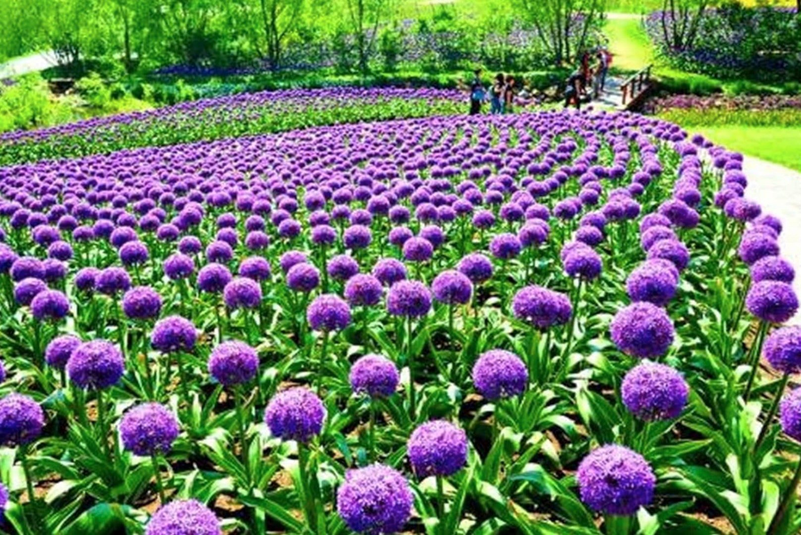 Blue Purple Giant Allium Seeds - Globemaster Allium Giganteum Flower Seeds