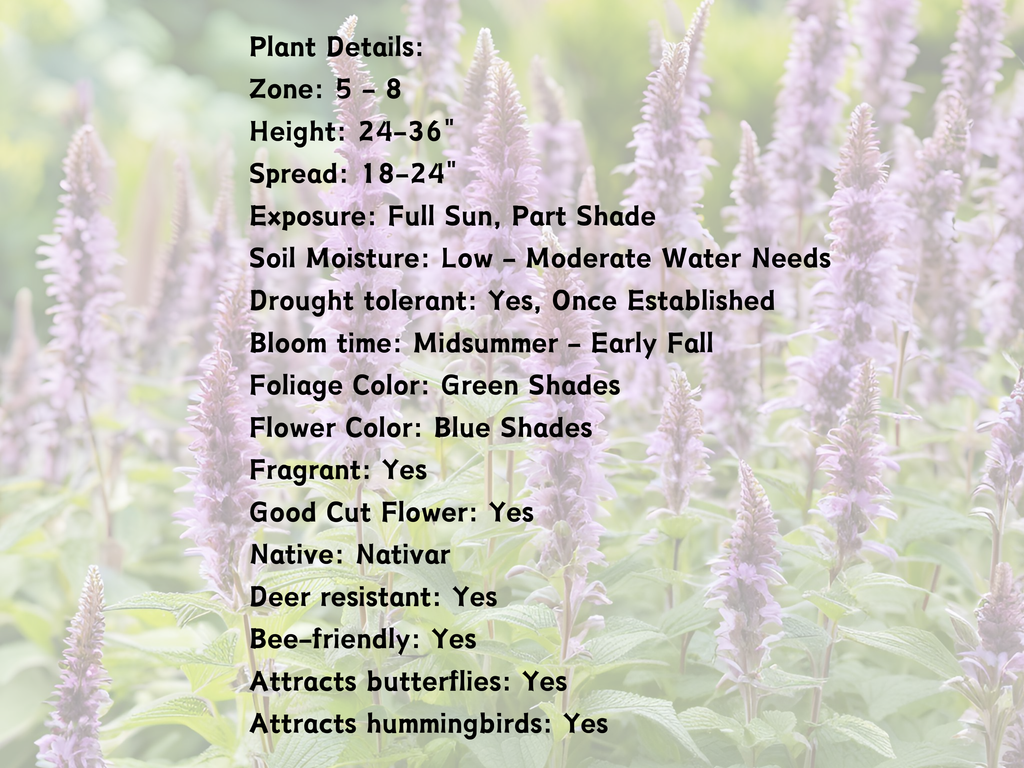 Agastache 'Blue Fortune'