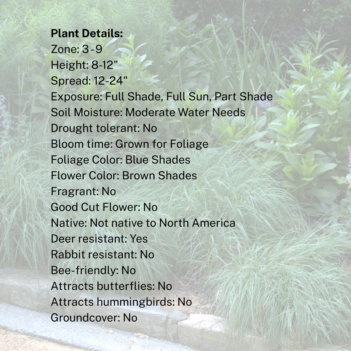 Carex 'Blue Zinger'
