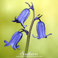 California Bluebell Wildflower Seeds – 500 Native American Grown Seeds for Gardens, Rock Gardens & Containers (Phacelia campanularia)