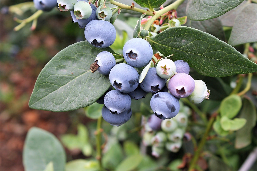 50 SOUTHERN HIGHBUSH BLUEBERRY Pre-Stratified Vaccinium Corymbosum Blue Berry Fruit Bush Shrub Seeds