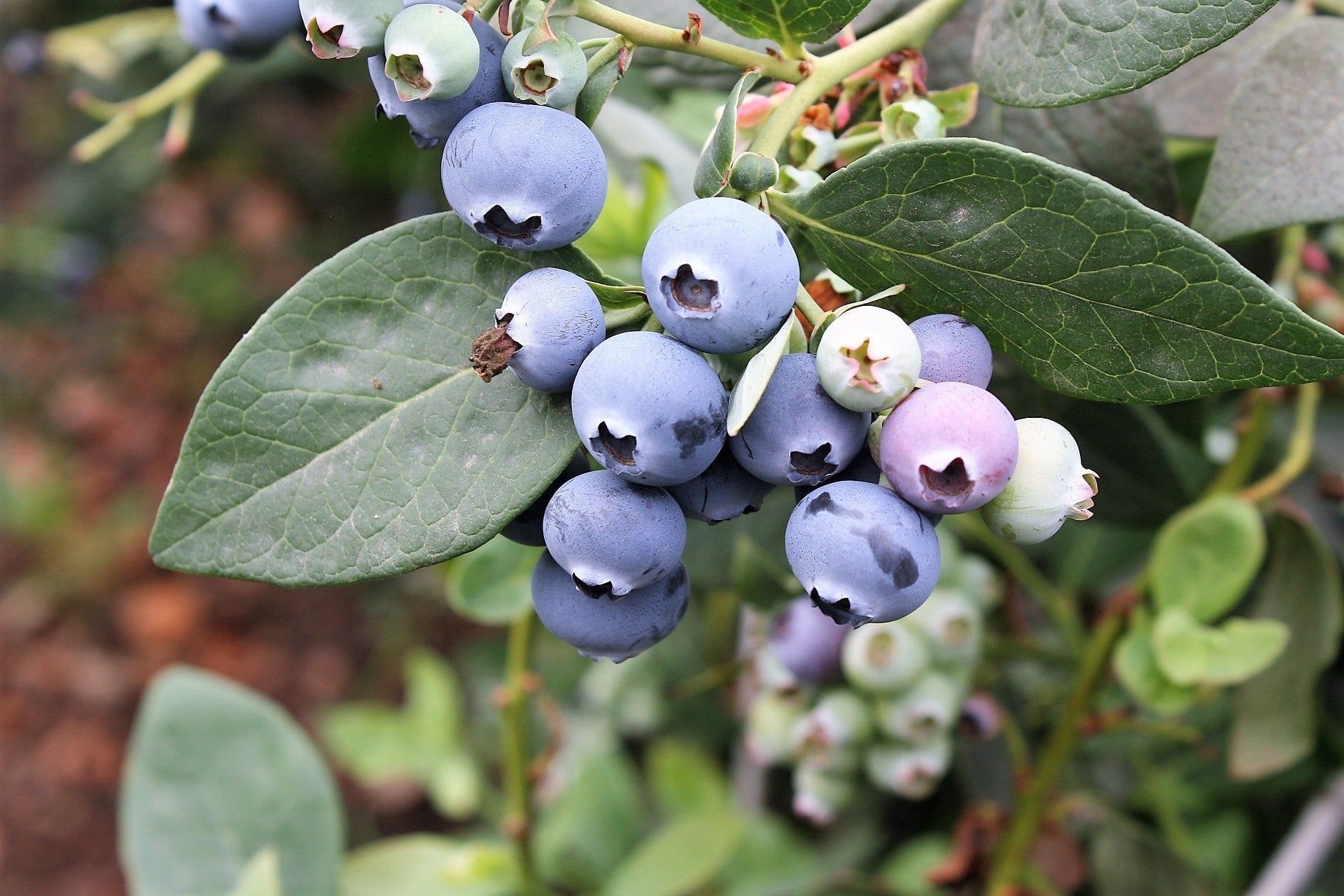 50 SOUTHERN HIGHBUSH BLUEBERRY Pre-Stratified Vaccinium Corymbosum Blue Berry Fruit Bush Shrub Seeds