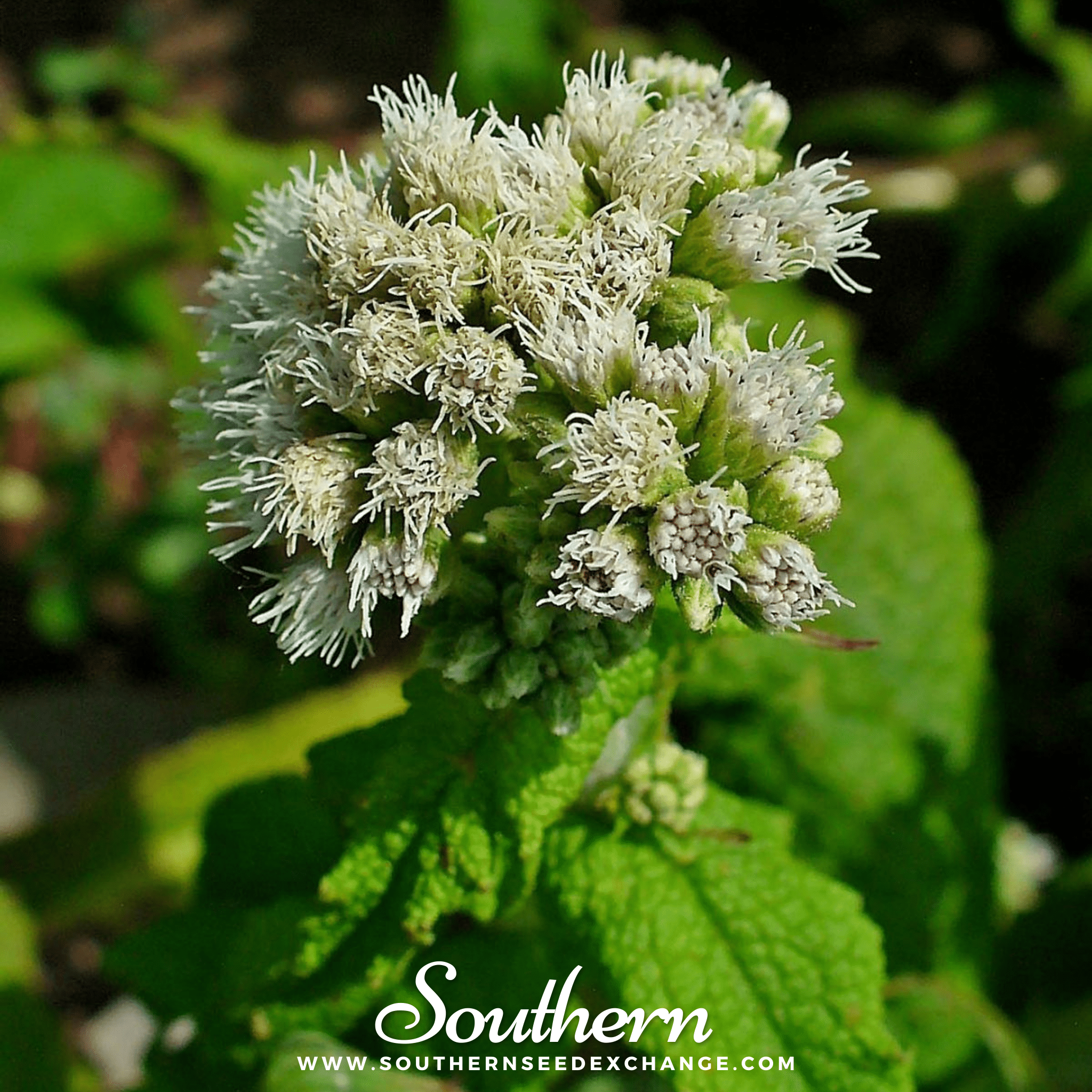 Boneset (Eupatorium) – 100 Seeds