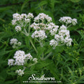 Boneset (Eupatorium) – 100 Seeds