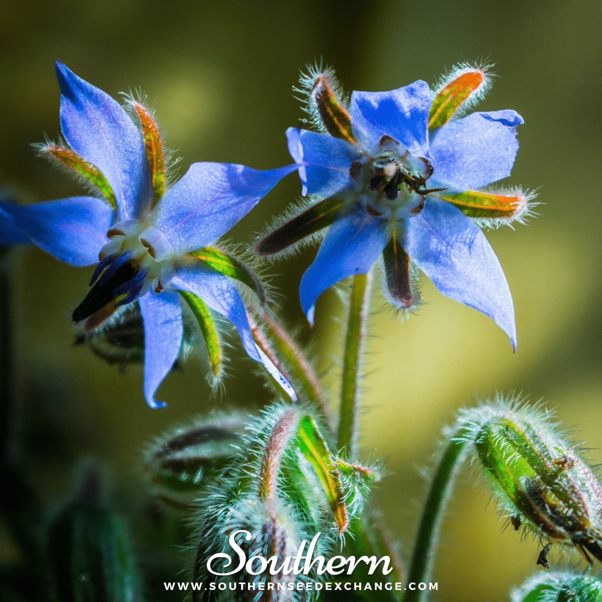 Blue Borage – 100 Seeds