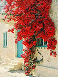 Bougainvillea Ornamental Red Flowers - 50 Seeds