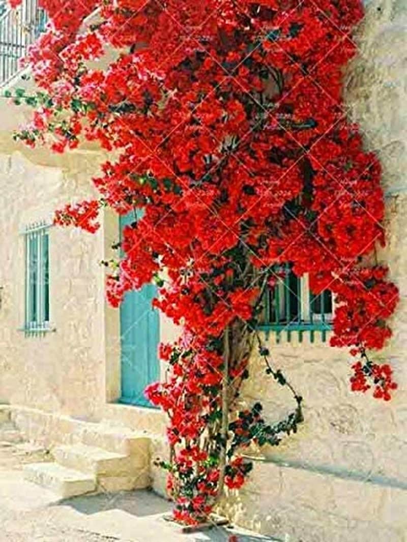Bougainvillea Ornamental Red Flowers - 50 Seeds