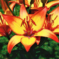 Lilium - Asiatic Lily Giraffe