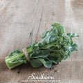 Di Cicco Broccoli Seeds – Heirloom, Open Pollinated, 200 Non-GMO Seeds for Continuous Harvest, Cool-Weather, Brassica oleracea