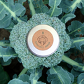 Organic Broccoli Seeds
