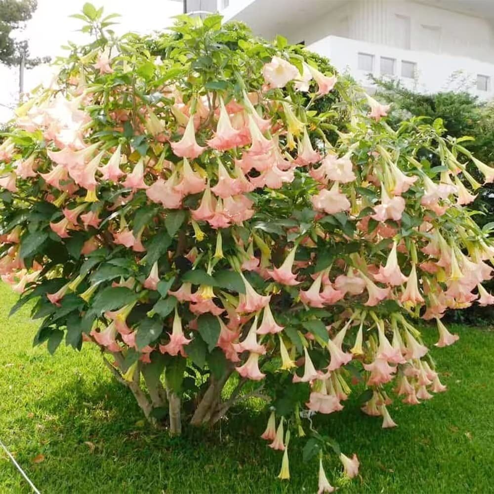 Brugmansia Pink Delight Angels Trumpet Moonflower - 10 Seeds - Flowering Accent Plant  Landscape
