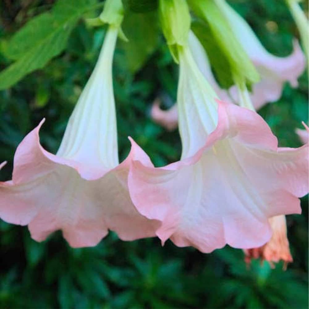 Brugmansia Pink Delight Angels Trumpet Moonflower - 10 Seeds - Flowering Accent Plant  Landscape