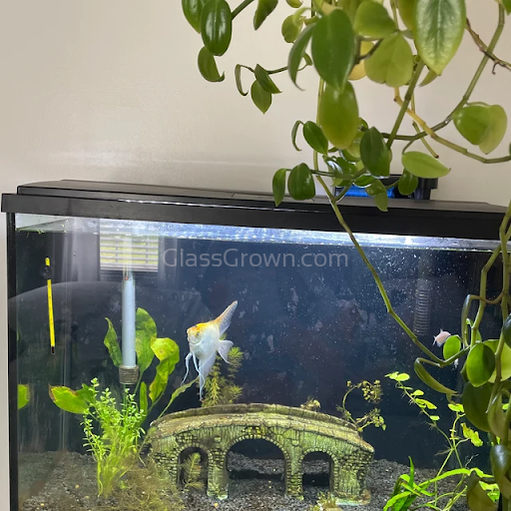 Java Fern