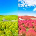 Burning Bush Seeds – Kochia trichophylla – Fall Foliage, Drought Tolerant, Globe-Shaped Annual, 100 Seeds