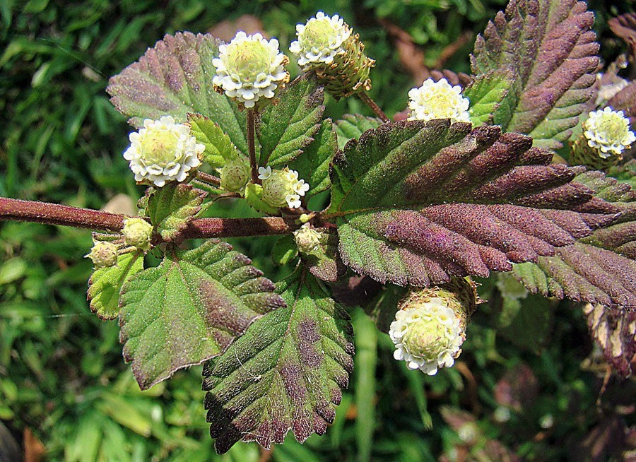 100 AZTEC SWEET HERB aka Honeyherb, Lippia, Mayan Mint, Dulce Buttons. Lippia Dulcis Phyla White Flower Seeds