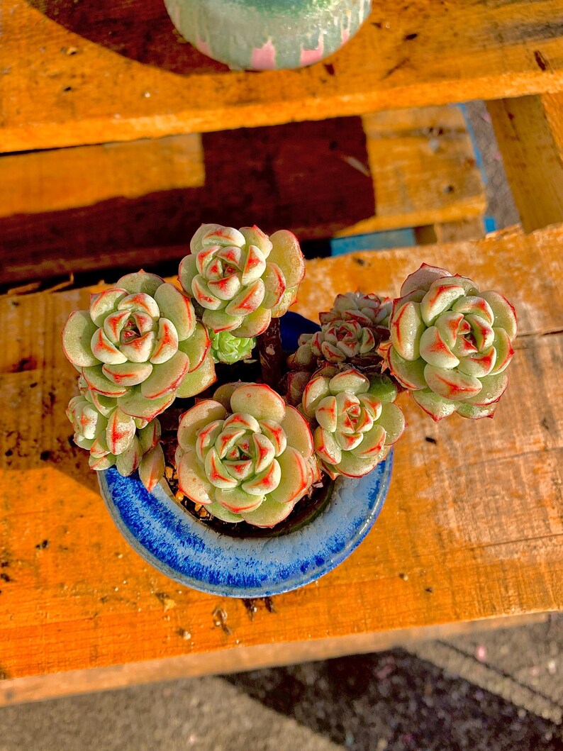 2512-031 Boutique Big Rare Succulents/Sedeveria Vanilla Bis /What You See is What You Get/Bare Root Without Soil Pot/Plants Gifts