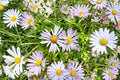 100 New York Aster Seeds Symphyotrichum novi-belgii Native Wildflower for Pollinator Gardens, Late Summer Bloom