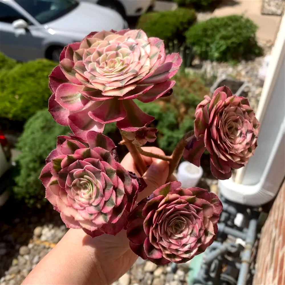 Premium Rare Live Succulent - Aeonium 'Pink Witch' Variegated - 4-5 Heads Clump-forming Plant - Perfect as Wedding Favors or Indoor Decor