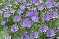 100 Lacy Phacelia Seeds – Phacelia tanacetifolia Wildflower for Bees, Pollinator Support, Cover Crop, Green Manure