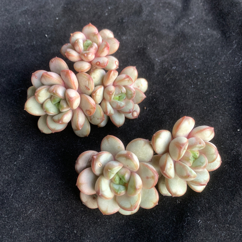 Highly Valued Succulent - Echeveria 'Champagne Grapes' - "Bubbly" Appearance Grape-like Cluster