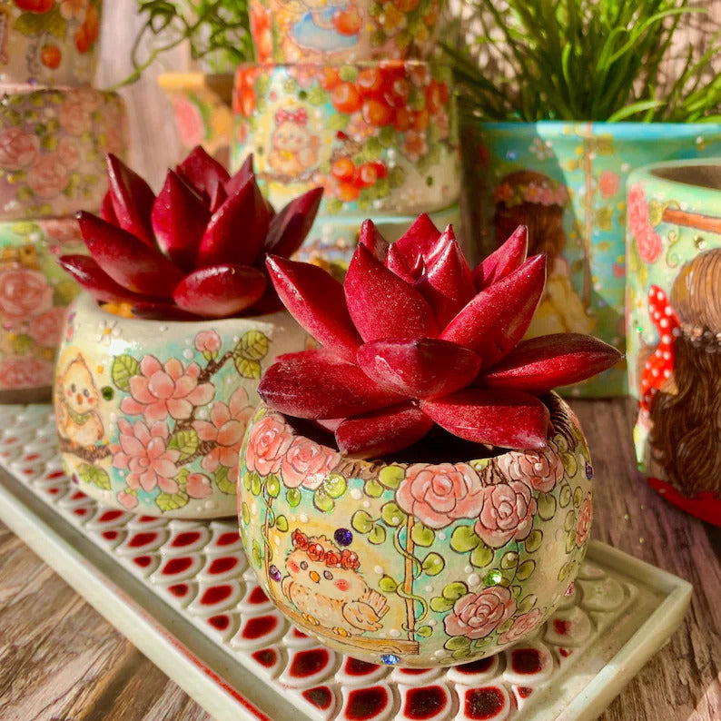 Father's Day Gift🎁: Echeveria Agavoides 'v.Romeo Rubin' - Look Like Oil Painting Live Succulent - Single-stemmed Rosettes Plant