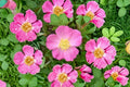 Prairie Wild Rose Seeds Rosa arkansana Native Shrub Pink Wildflower for Gardens & Wildlife, 10 Pack