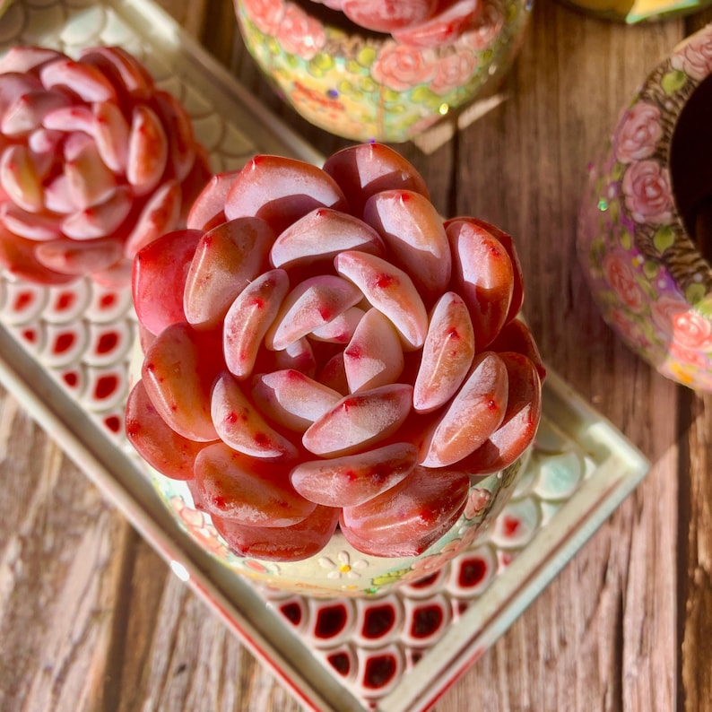 Echeveria 'Orange Monroe' Single-stemmed Live Approx. 3–3.5 inches in Diameter