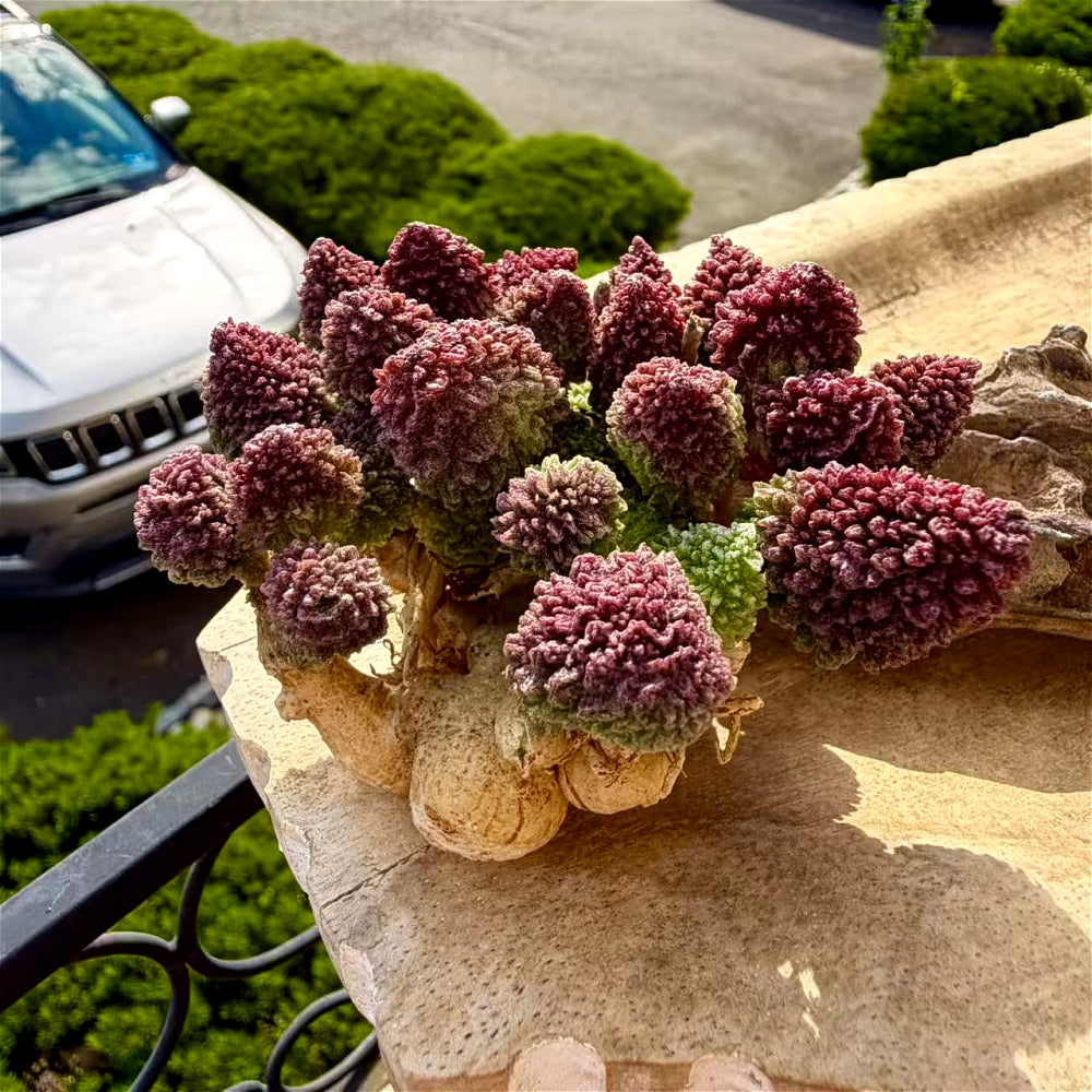 Collector Favorites Succulent - Adromischus Marianiae var. Herrei - Rare Incredible Bumpy Textures And Variations In Color