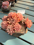 Exact Plant Shown Echeveria 'Yanzi' Rare Live Succulent | 4-Year Grown-up 6.3-inch Big Collector Plant Only One - No. YZ098-0010