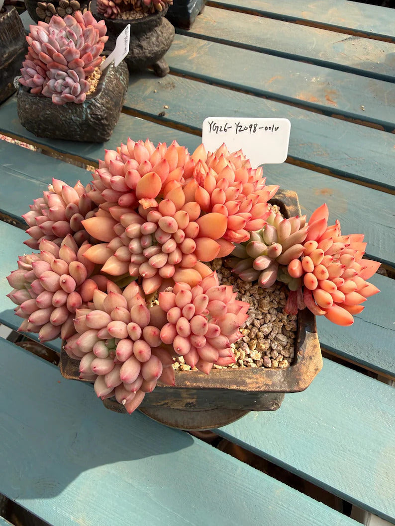 Exact Plant Shown Echeveria 'Yanzi' Rare Live Succulent | 4-Year Grown-up 6.3-inch Big Collector Plant Only One - No. YZ098-0010