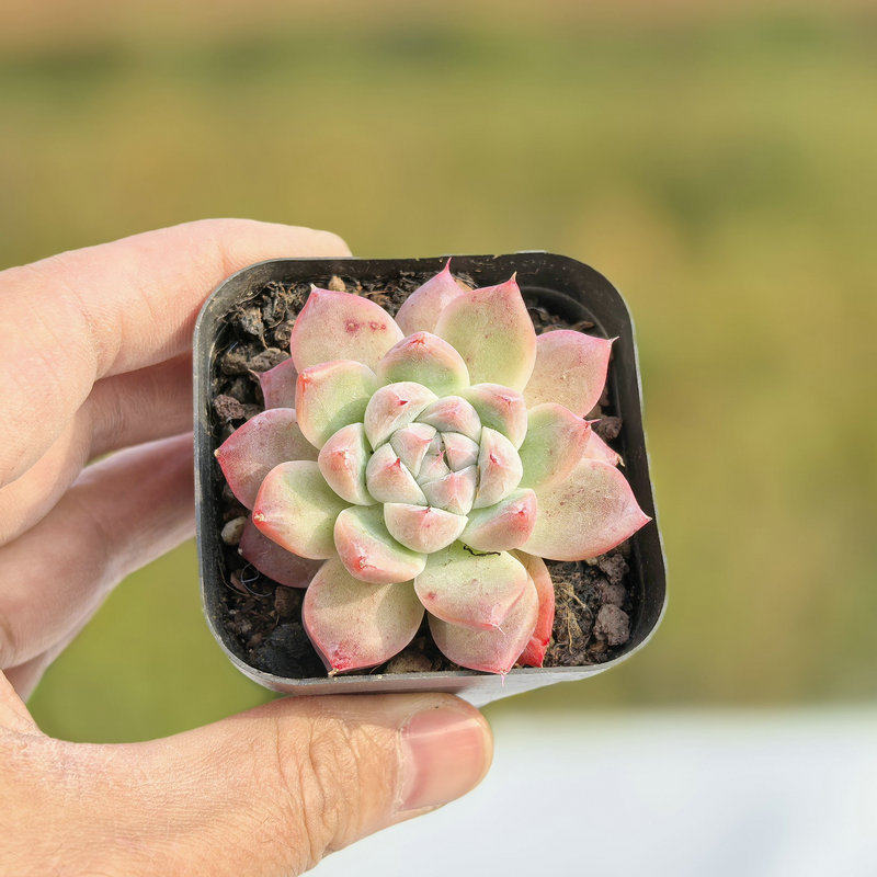 Echeveria ‘Alba Beauty’ Live Succulent | Rosette Echeveria Plant for Desk, Shelf & Minimalist Home Decor