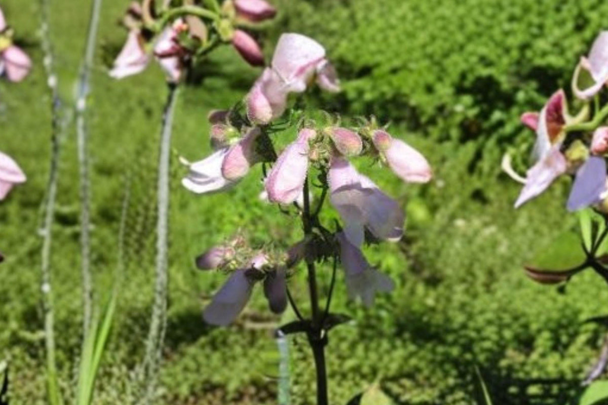 Calico Beardtongue Seeds – Penstemon calycosus Native Wildflower Pollinator Plant for Gardens & Prairie Restoration