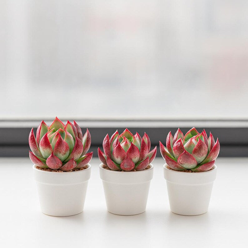 Echeveria Agavoides 'Casio' Variegated Succulent Live Plant Approx. 3"-3.5" in Diameter