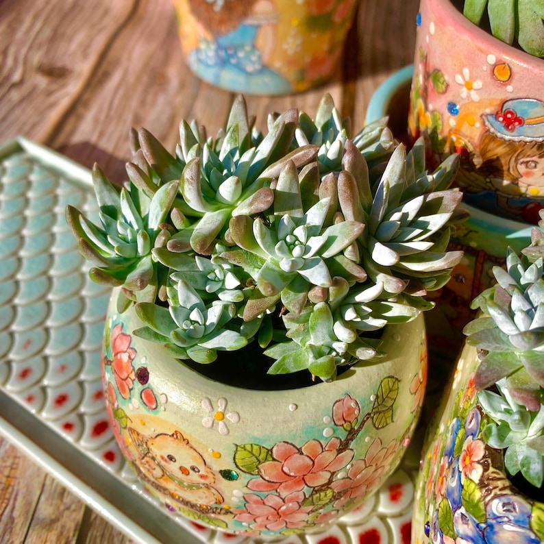 Rare Large Clump-forming Succulent - Dudleya Gnoma 'S.W. McCabe' - Distinctive Miniature Sculptures Appearance