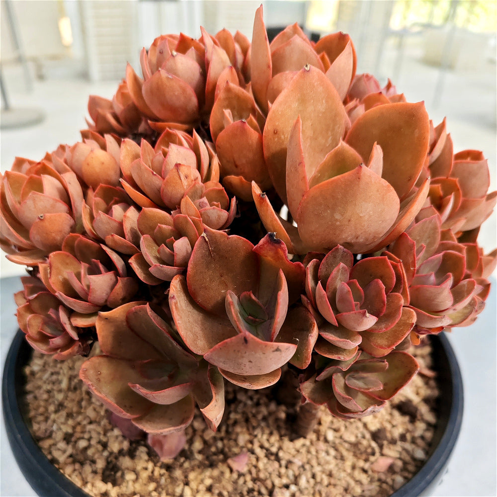 Echeveria 'Suyon' - Super 10"-11" in Diameter