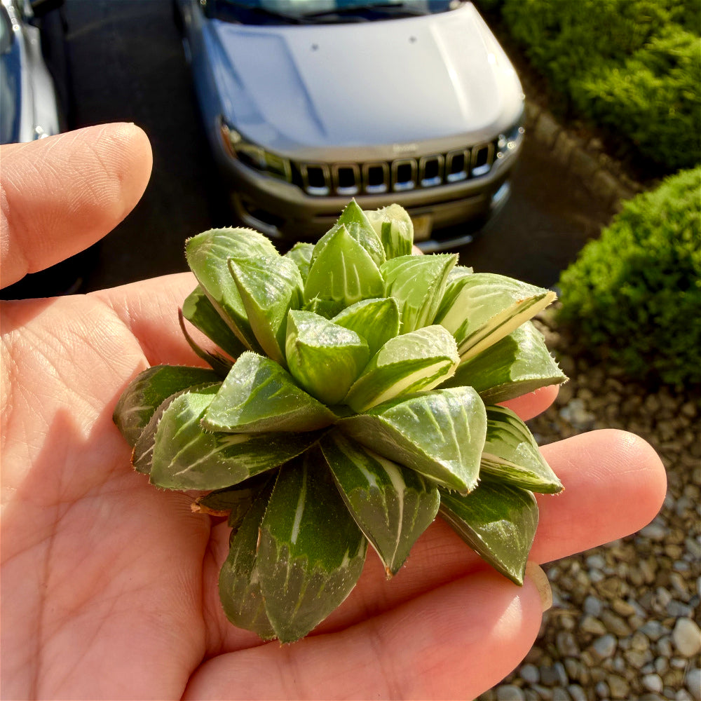 Haworthia 'Heidelbergensis' ~3" Diameter Preferred Succulent Live Plant
