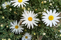 100 Shasta Daisy Seeds | Perennial White Flowers for Pollinator Gardens | Leucanthemum × superbum