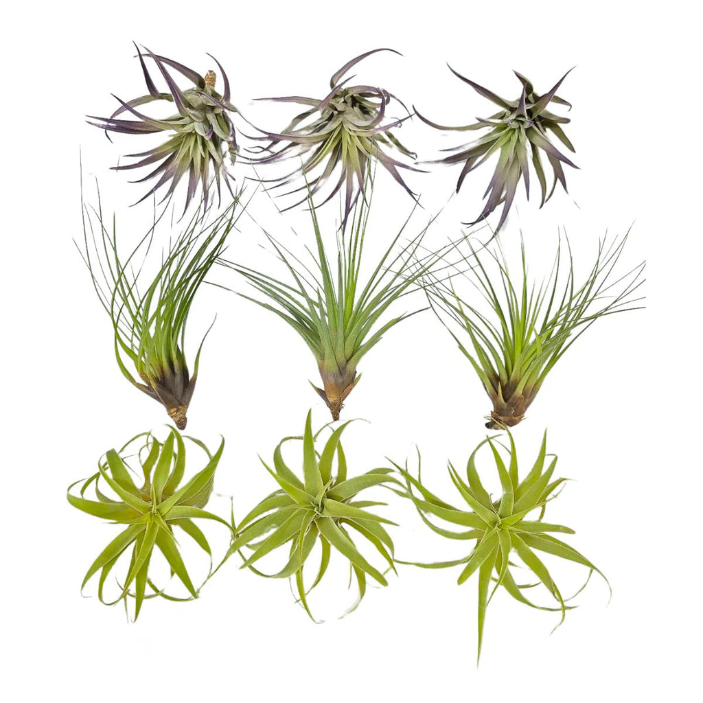 Air Plant