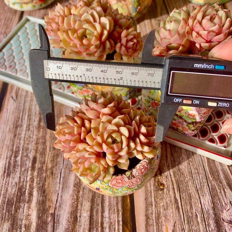 [Mother's Day Gift] Beautiful Hardiness Succulent - Echeveria 'Ben Badis' - Multiple  Rosettes Approx. 3–3.5 inches Across