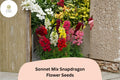 1000+ Sonnet Mix Snapdragon Seeds | Antirrhinum majus | Colorful Garden Flowers for Beds and Borders