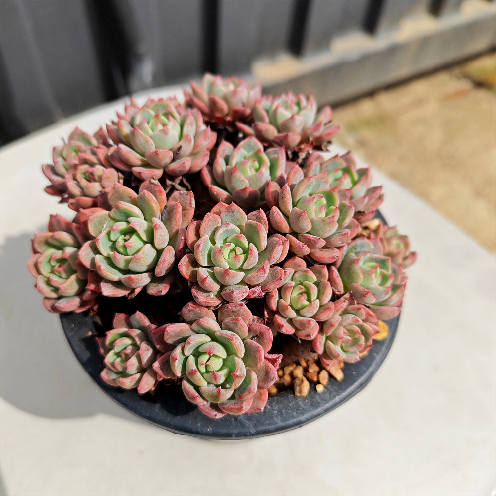 Echeveria 'Nana Hook' Multi-head Cluster - Approx. 8"-10" in Diameter