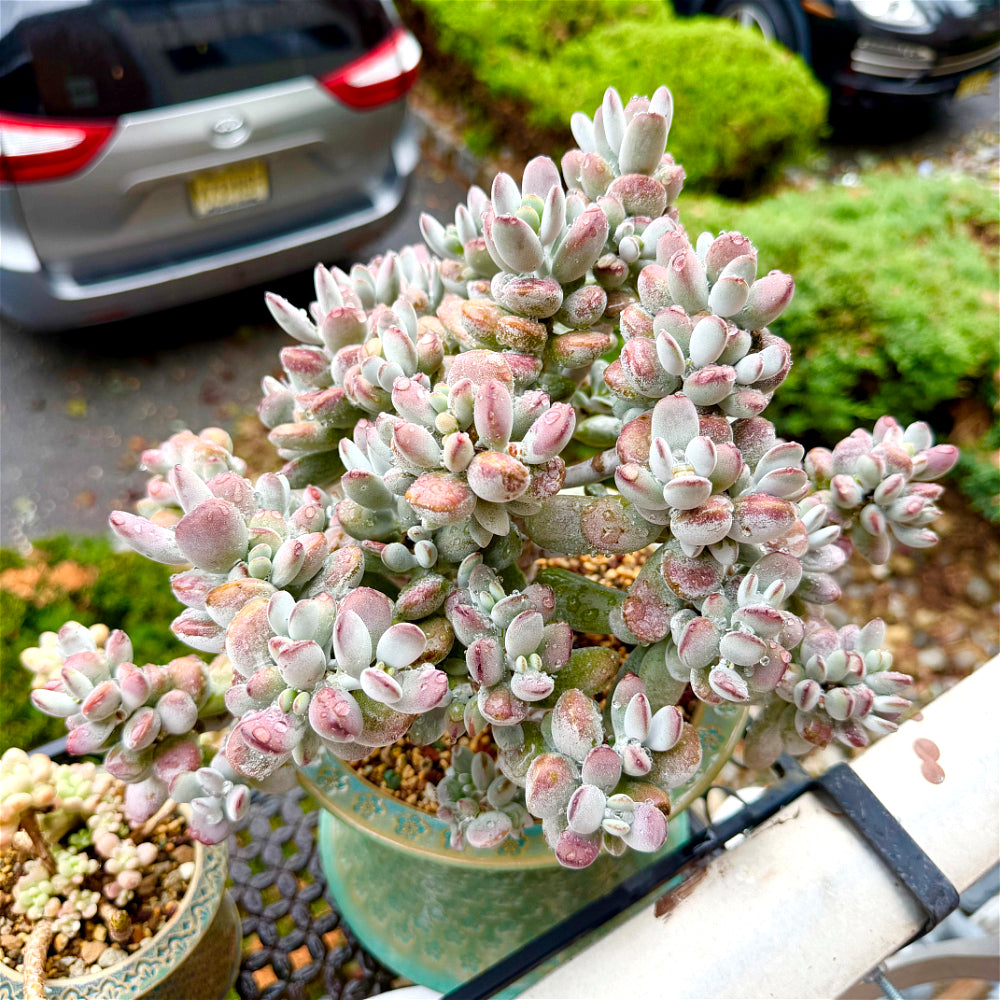 Cotyledon Orbiculata - 11" Rare Boutique Succulent - Exact Plant Shown 1 of 1 - WYSIWYG Live Plant