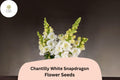 Chantilly White Snapdragon Seeds - 1000+ Tall, Fragrant White Blooms for Garden & Cut Flowers