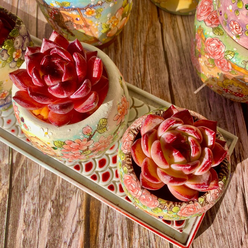 Echeveria 'Daredevil' - 1.8"-2.2" Sculptural Rosette Succulent Live Plant