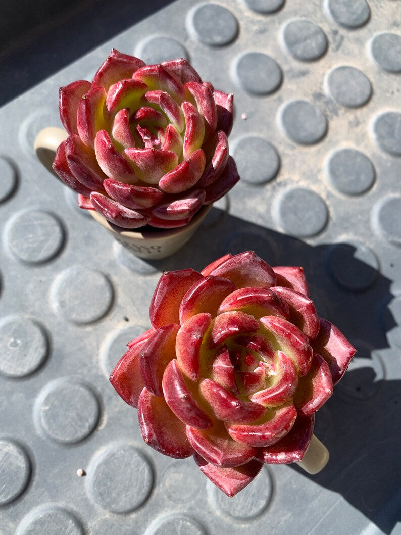 Rare Delicate Succulent - Echeveria 'Love Bird' - Popular Among Collectors For Vibrant Color