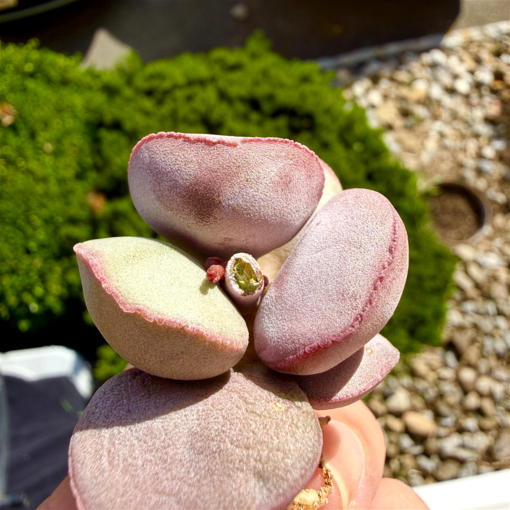 Adromischus Marianiae 'Hallii'