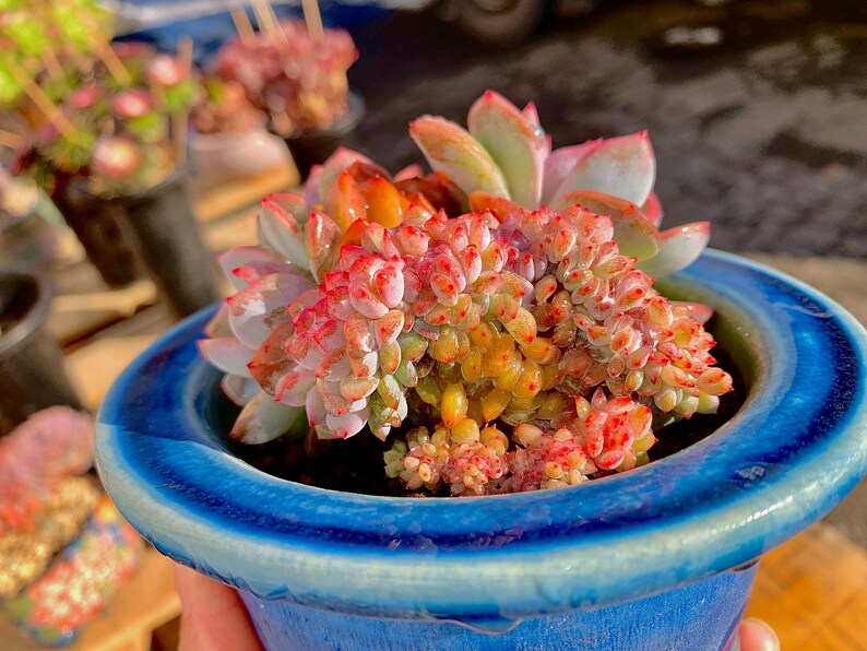 Boutique Echeveria ‘Orange Monroe’ Live Succulent | Rare Character Natural Form Succulent Plant | WYSIWYG | Bare Root Cluster Survive 2512-049