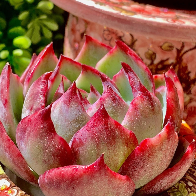 Echeveria Agavoides 'Casio' Variegated Succulent Live Plant Approx. 3"-3.5" in Diameter