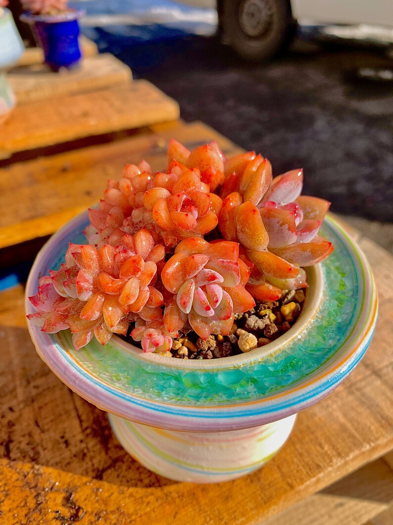 Rare Echeveria ‘Orange Monroe’ Succulent Plant | What You See is What You Get | Boutique Live Succulent | Bare Root 2512-036