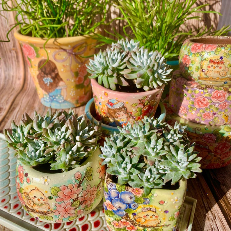 Rare Large Clump-forming Succulent - Dudleya Gnoma 'S.W. McCabe' - Distinctive Miniature Sculptures Appearance